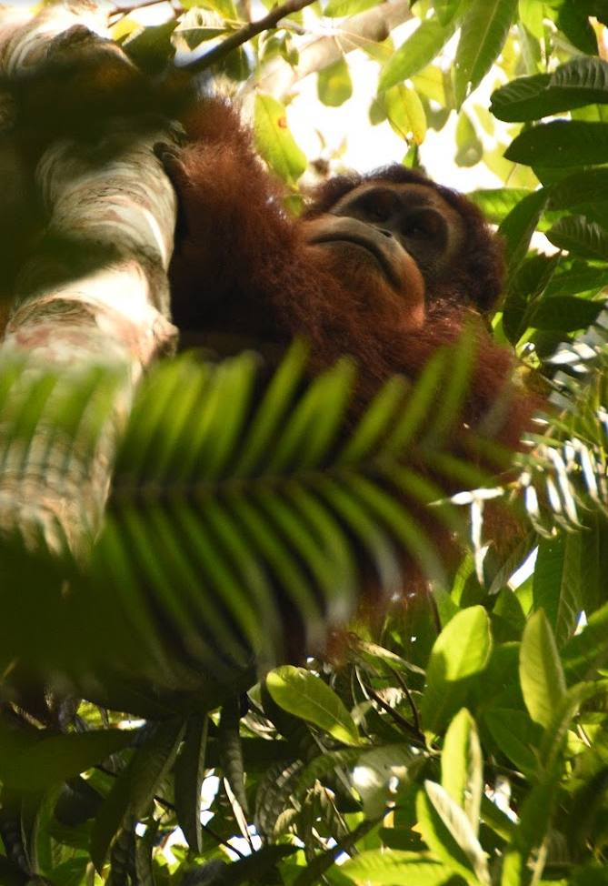 Borneo na własną rękę